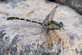 Hemigomphus heteroclytus male-2628